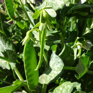 PEA Seeds, Oregon Sugar Pod - Tampa Home & Garden Store