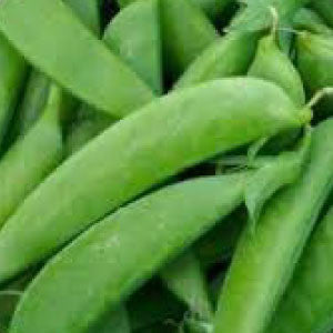 PEA Seeds, Sugar Anne Snap - Tampa Home & Garden Store