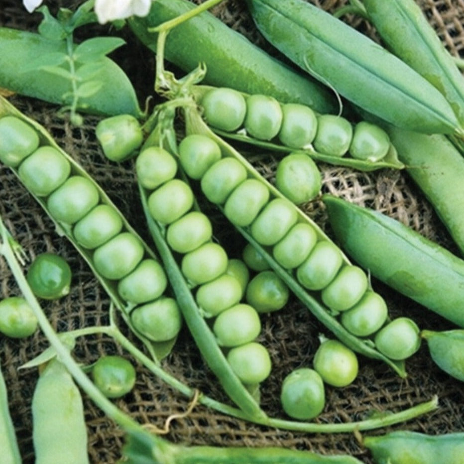 Wando Pea Seeds green pea pods with round seeds, Seedtime Store brand on Tampa Home & Garden Store