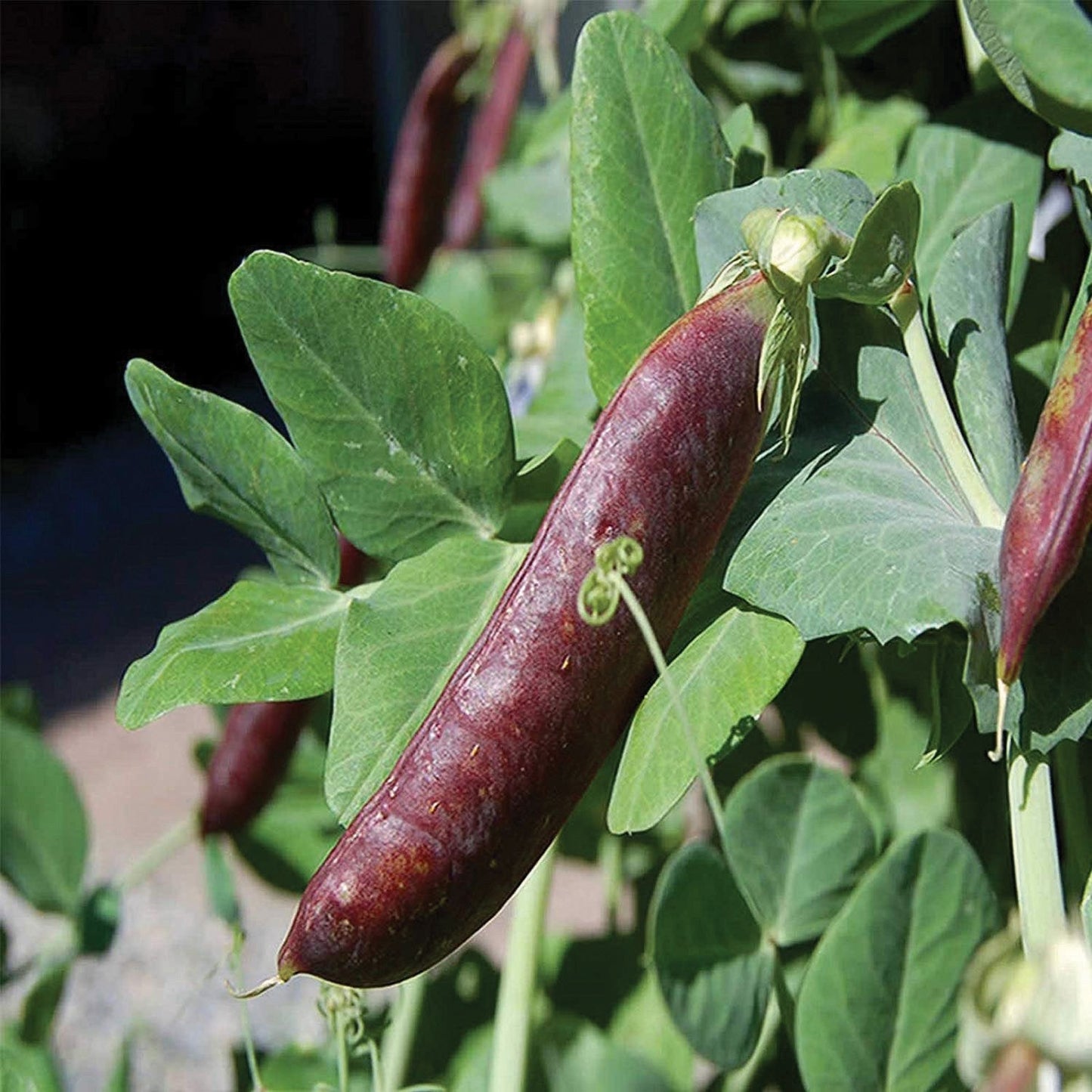 Pea Seeds Blue Shelling / Snow Pea with purple pods Seedtime Store on Tampa Home & Garden Store