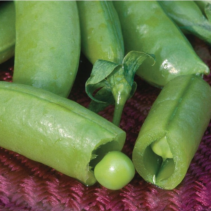 Sugar Snap Pea pods Seedtime Store green peas visible in open pods on Tampa Home & Garden Store