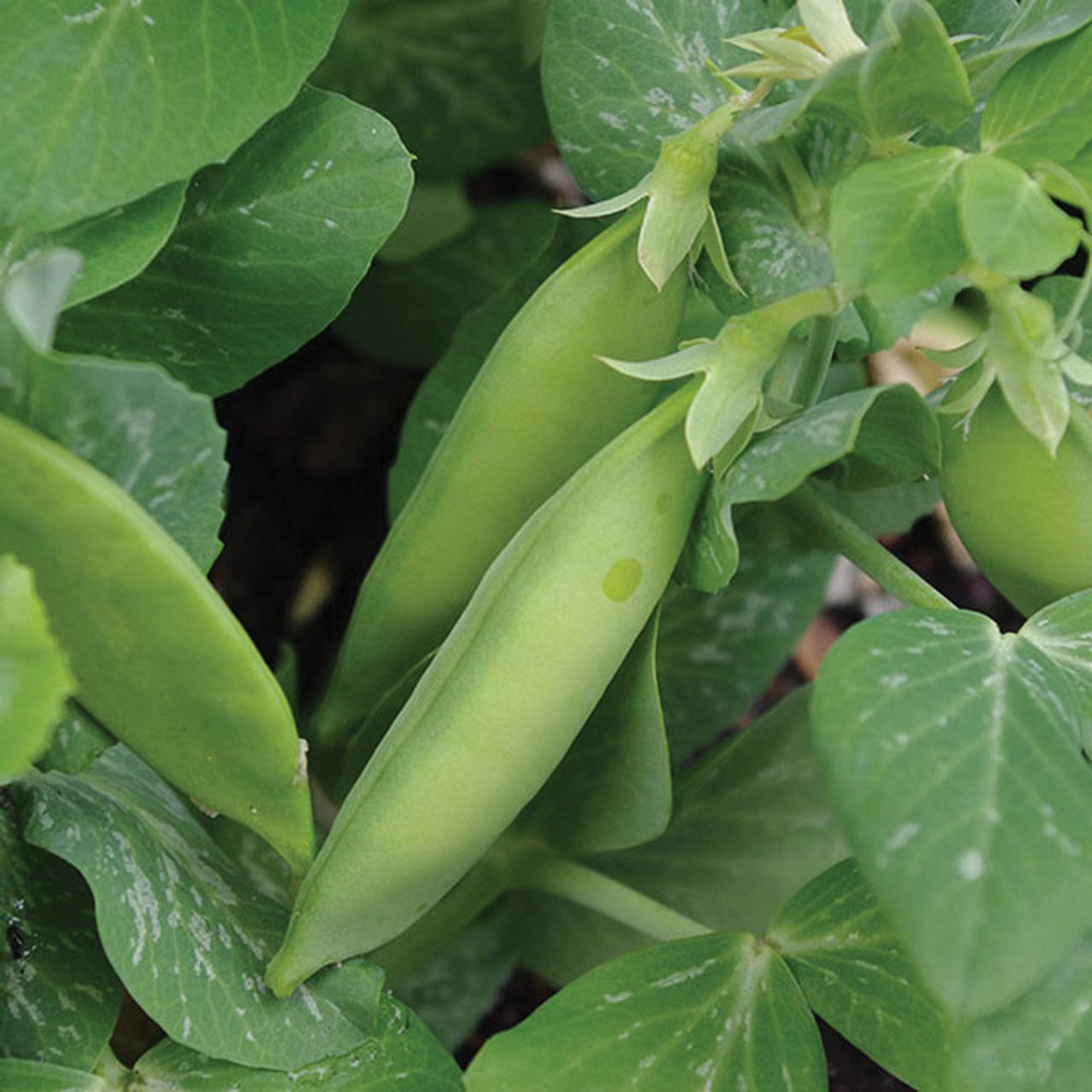 Tom Thumb Dwarf Pea seeds on green pea vines with pods on Tampa Home & Garden Store