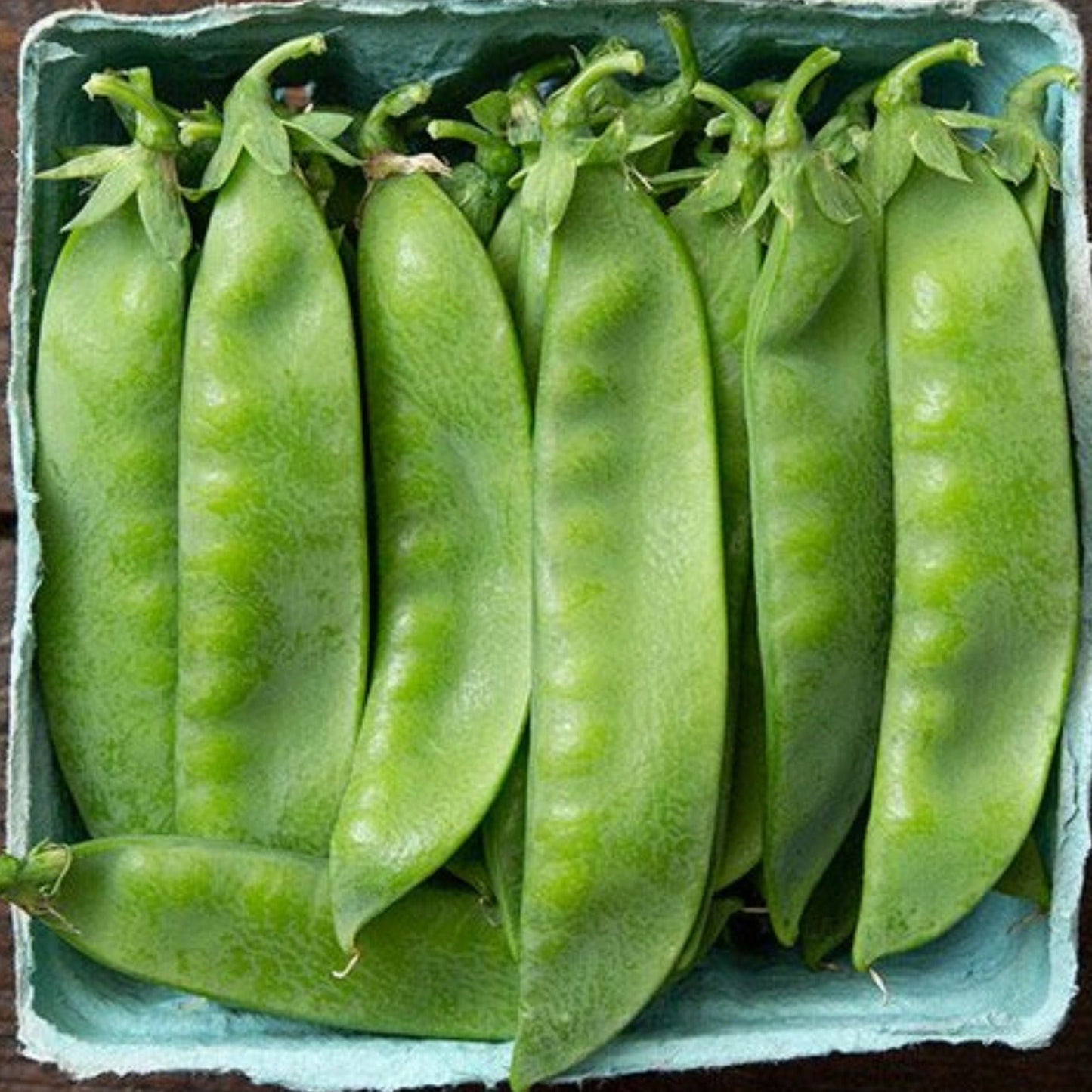 Avalanche pea seeds green pea pods in a blue crate on Tampa Home & Garden Store