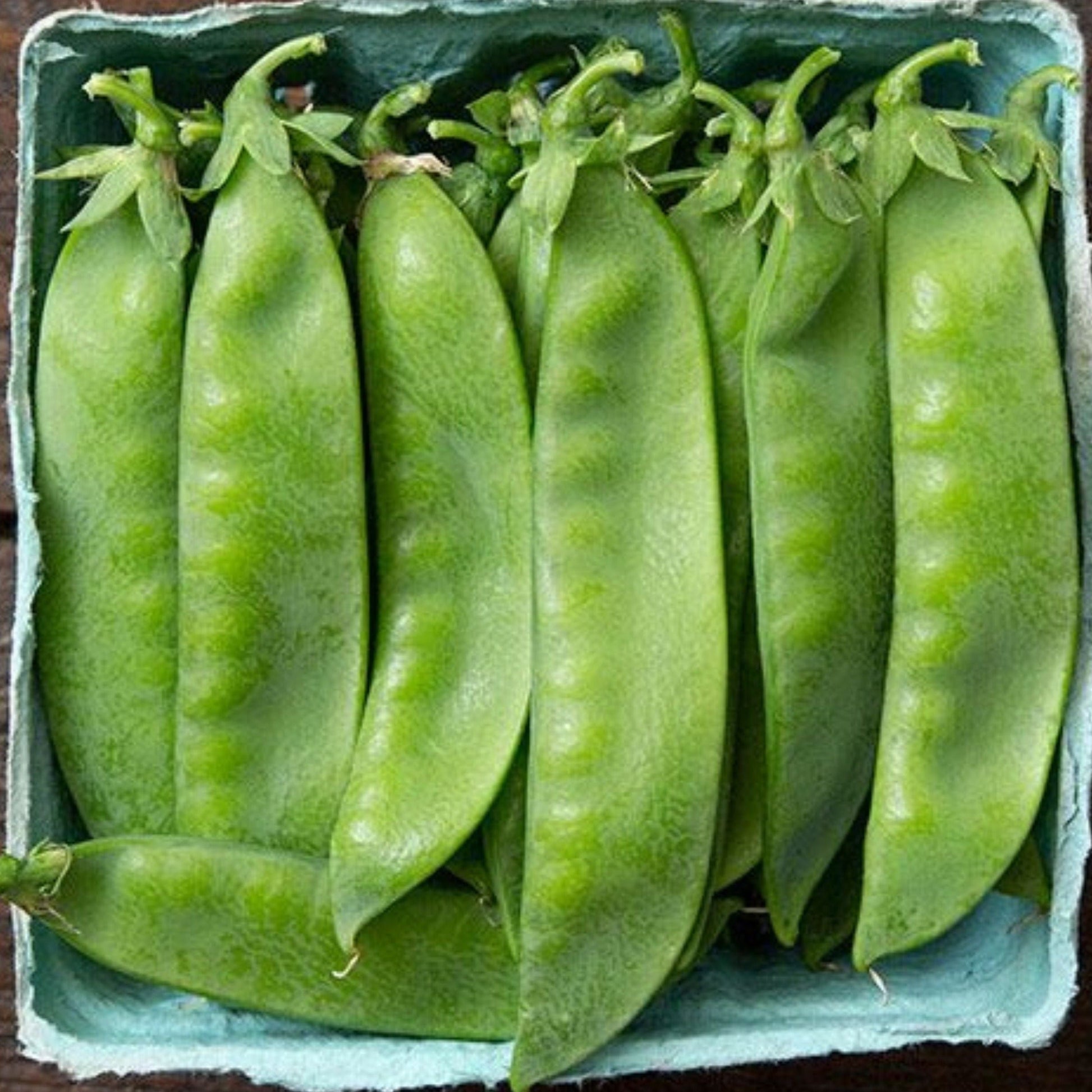 Avalanche pea seeds green pea pods in a blue crate on Tampa Home & Garden Store