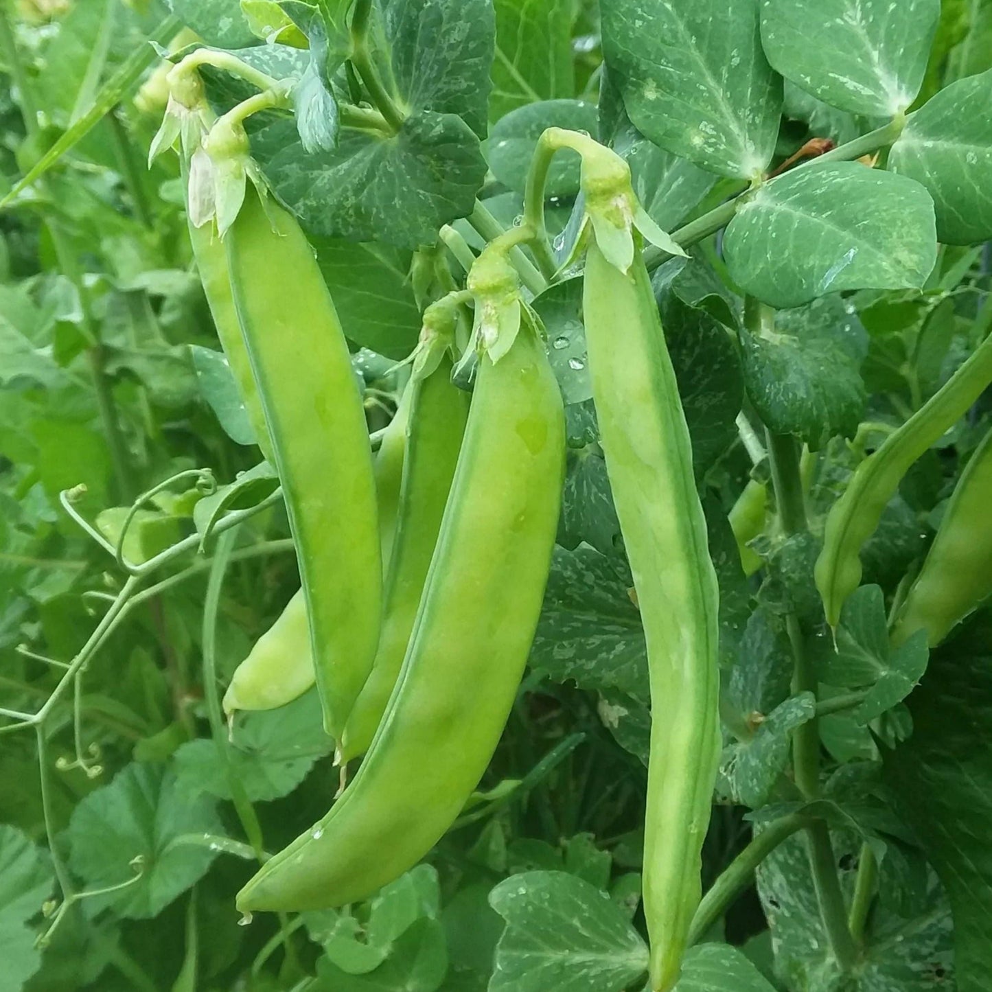 Blizzard pea seeds with green pods on a lush pea plant on Tampa Home & Garden Store