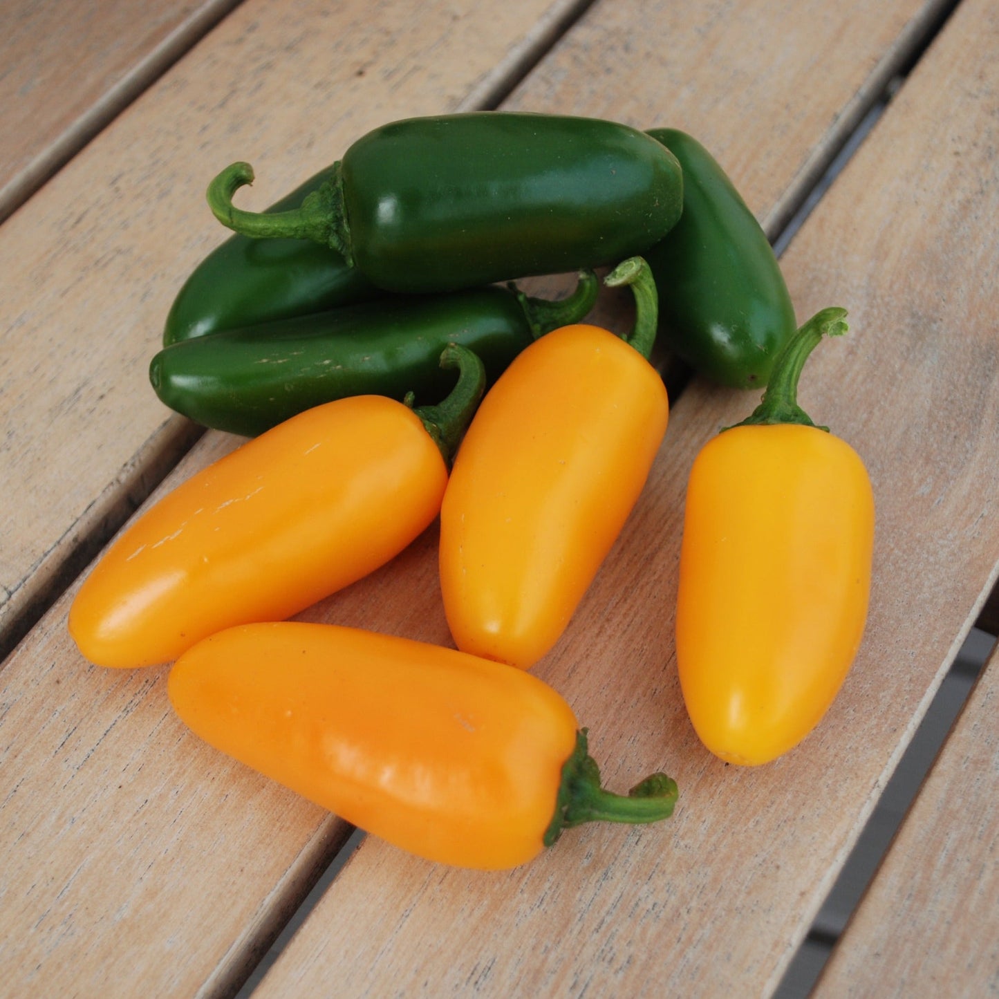 Pumpkin Spice Jalapeno Pepper seeds green and orange peppers on wooden board on Tampa Home & Garden Store