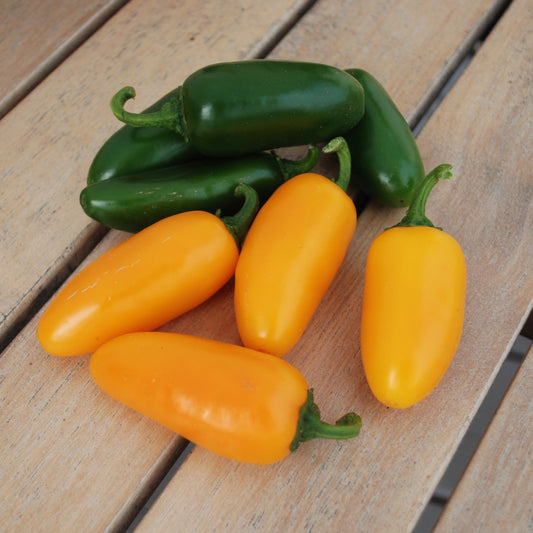 Pumpkin Spice Jalapeno Pepper seeds green and orange peppers on wooden board on Tampa Home & Garden Store