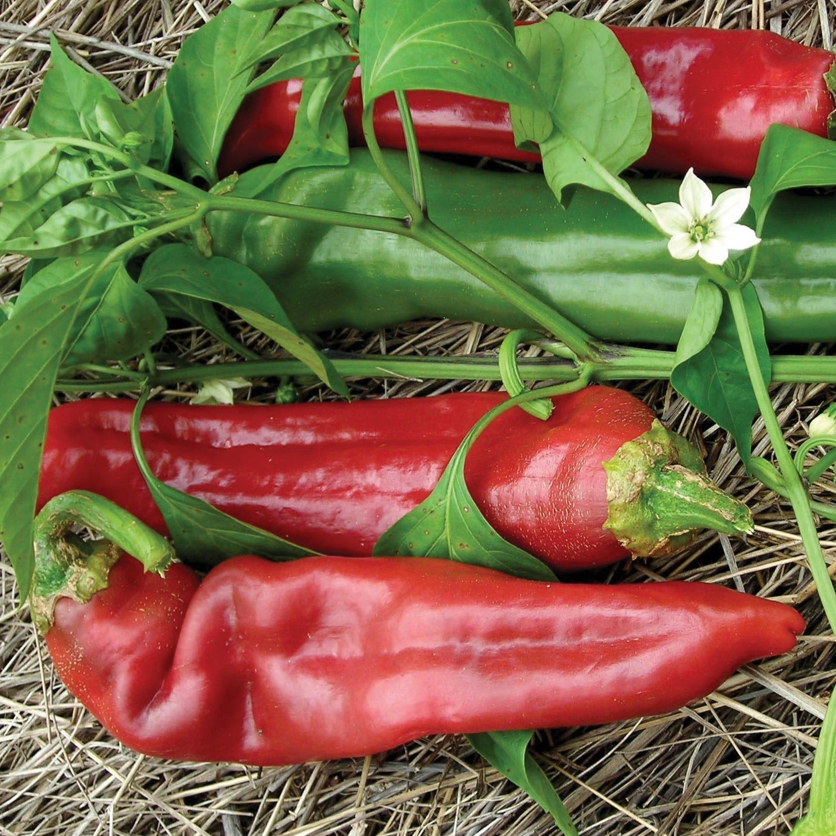 Big Jim pepper seeds shown as red and green peppers with leaves and a white flower on Tampa Home & Garden Store