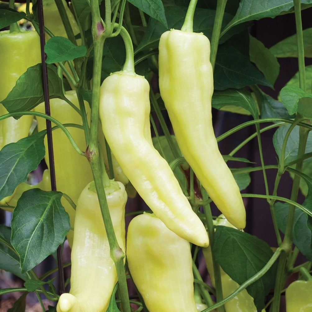 Sweet Banana Pepper seeds plant with several pale yellow elongated peppers on green vines on Tampa Home & Garden Store