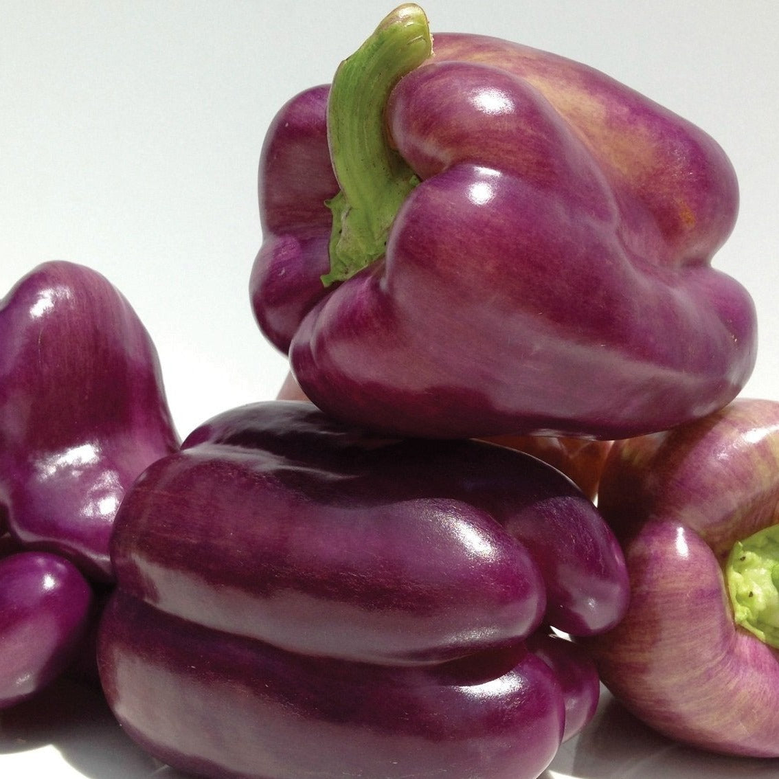 Purple Beauty Bell Pepper peppers with glossy purple skin and green stems Seedtime Store on Tampa Home & Garden Store