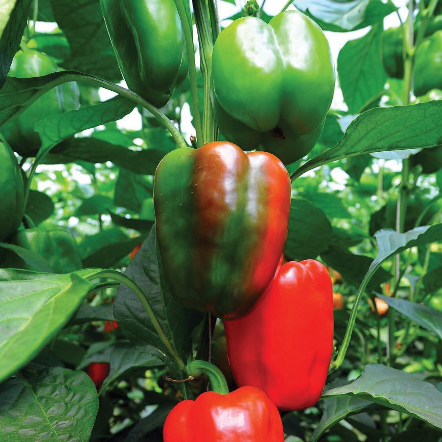 Yolo Wonder bell pepper seeds on Seedtime Store; peppers green to red on leafy vines on Tampa Home & Garden Store