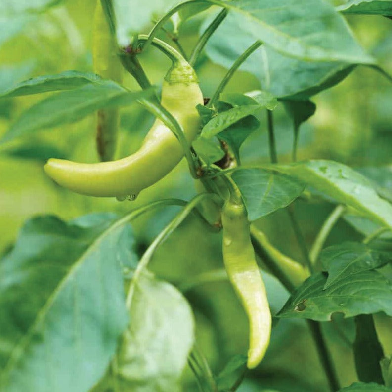 Yellow Corno Di Toro Pepper seeds plant with elongated pale-yellow peppers Seedtime Store on Tampa Home & Garden Store