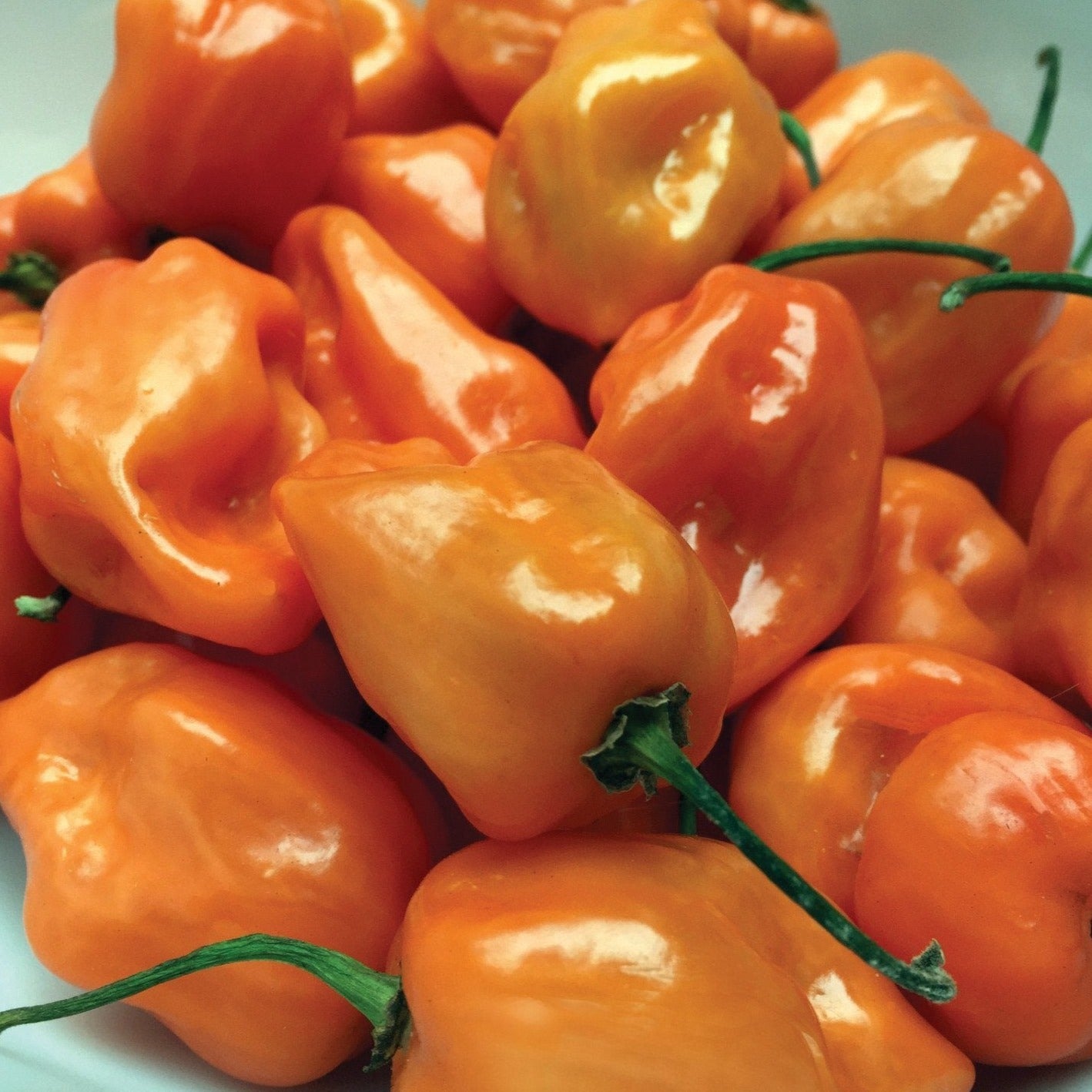 Habanero orange peppers with glossy skin and green stems on Tampa Home & Garden Store