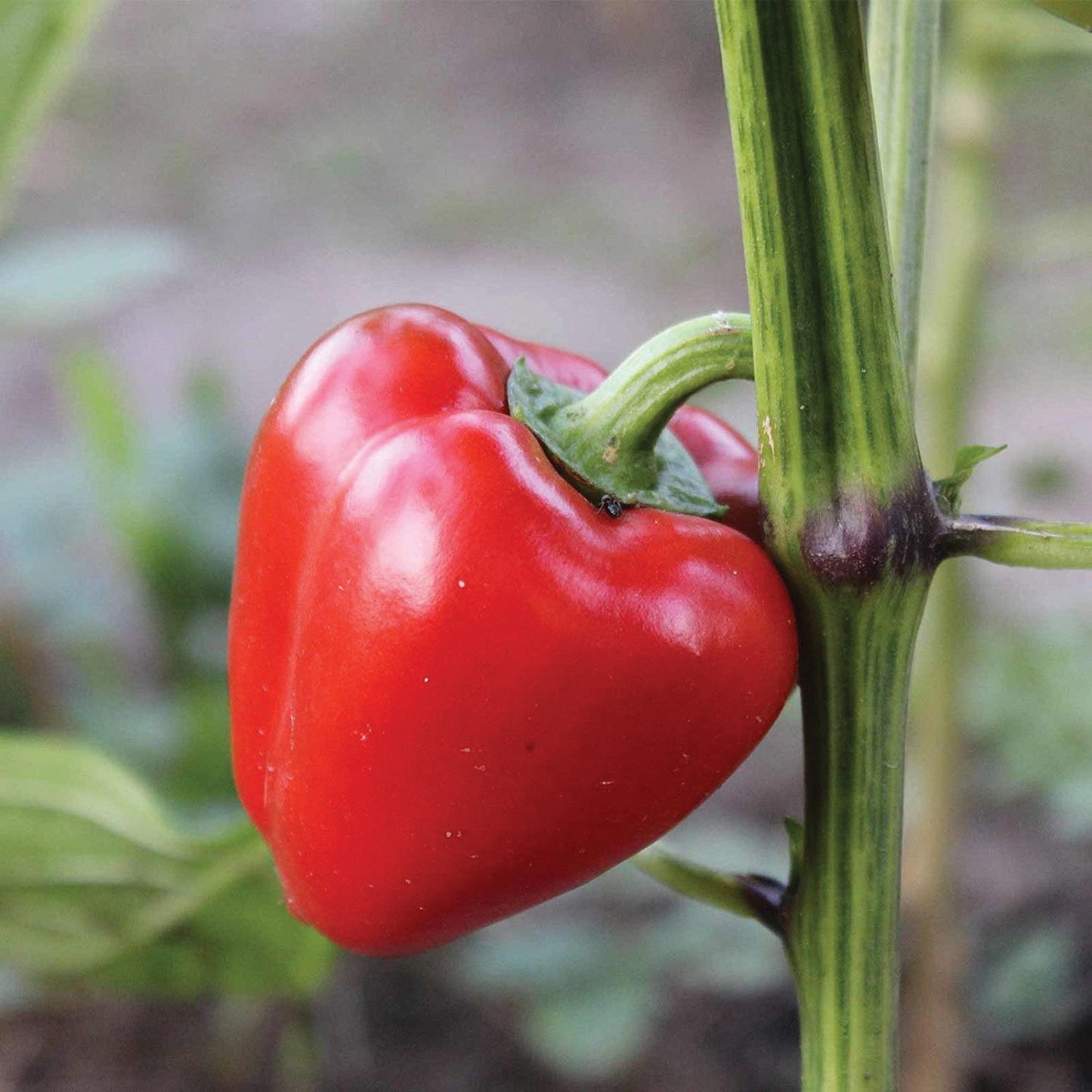 Pimento L Pepper red bell pepper on green stem on Tampa Home & Garden Store