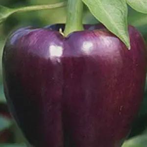 Pepper seeds Purple Beauty, heirloom purple bell pepper variety on Tampa Home & Garden Store