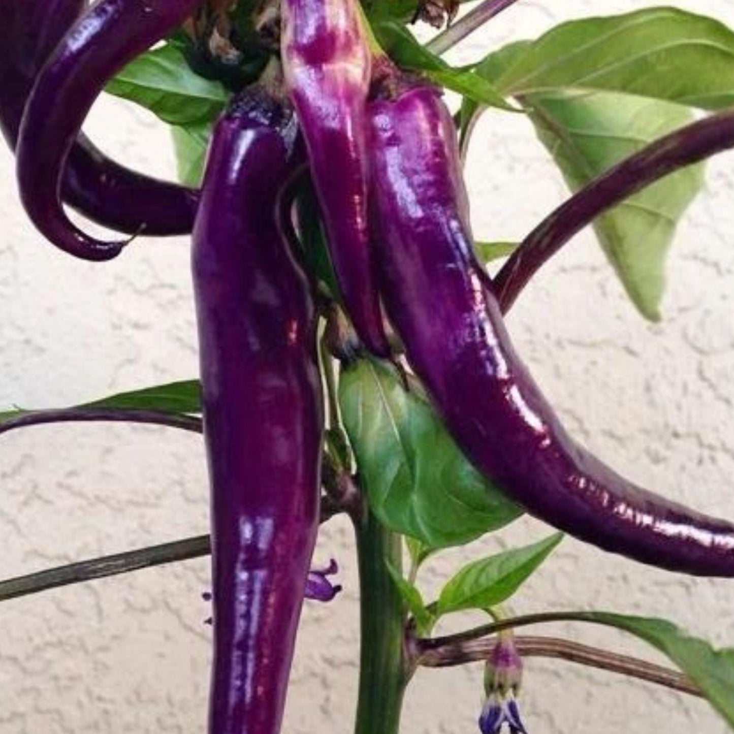 Cayenne Purple Pepper seeds, purple peppers on plant, Seedtime Store on Tampa Home & Garden Store