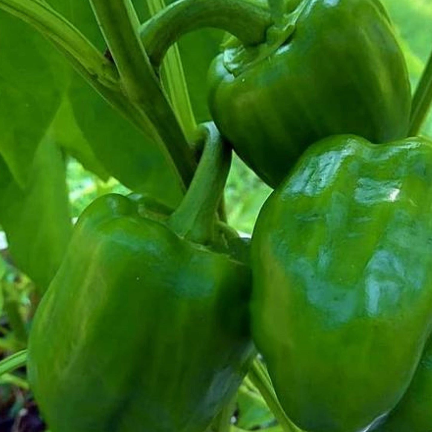 Emerald Giant bell pepper on plant with glossy green fruit on Tampa Home & Garden Store