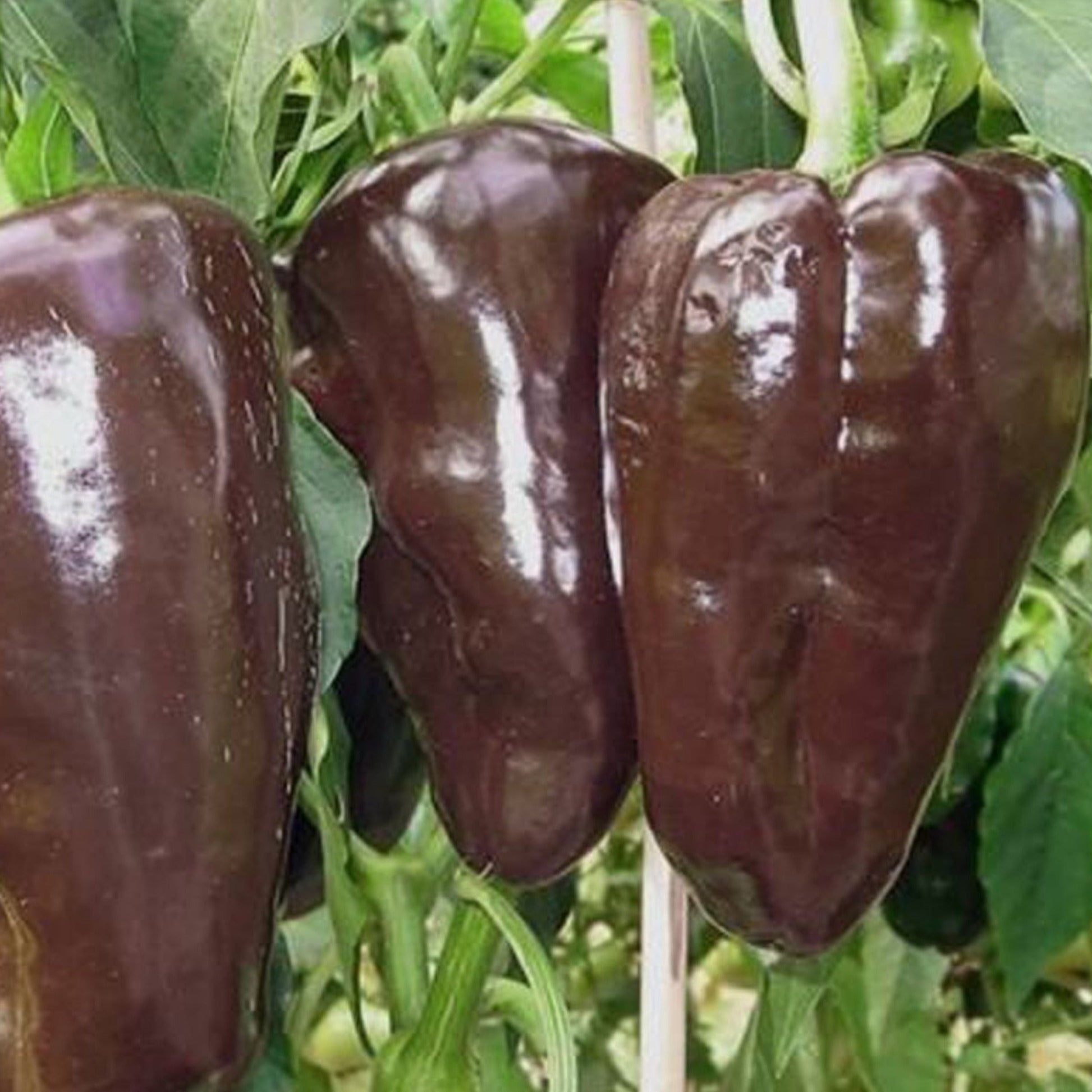 Mulato Isleno pepper seeds from Seedtime Store, dark brown peppers growing on plant on Tampa Home & Garden Store