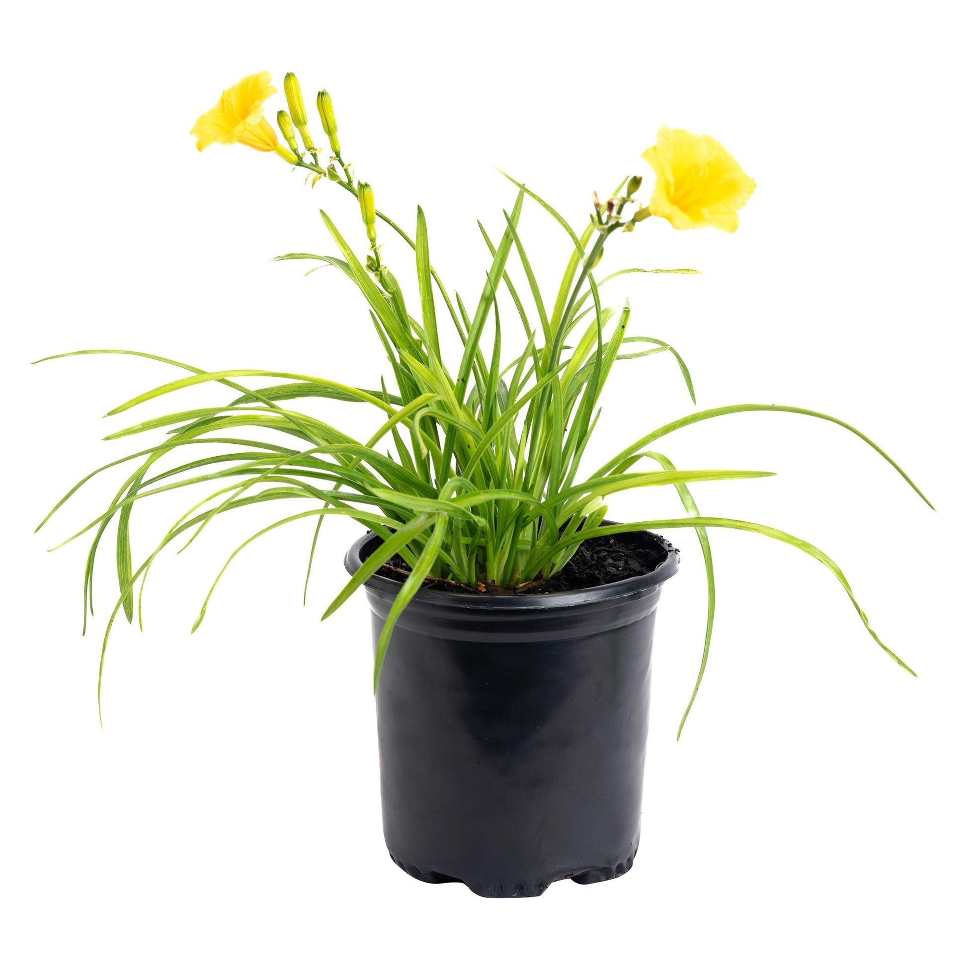 Stella de Oro Daylily plant with yellow blooms in black plastic pot Live Good Logistics on Tampa Home & Garden Store