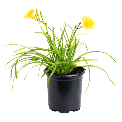 Stella de Oro Daylily plant with yellow blooms in black plastic pot Live Good Logistics on Tampa Home & Garden Store