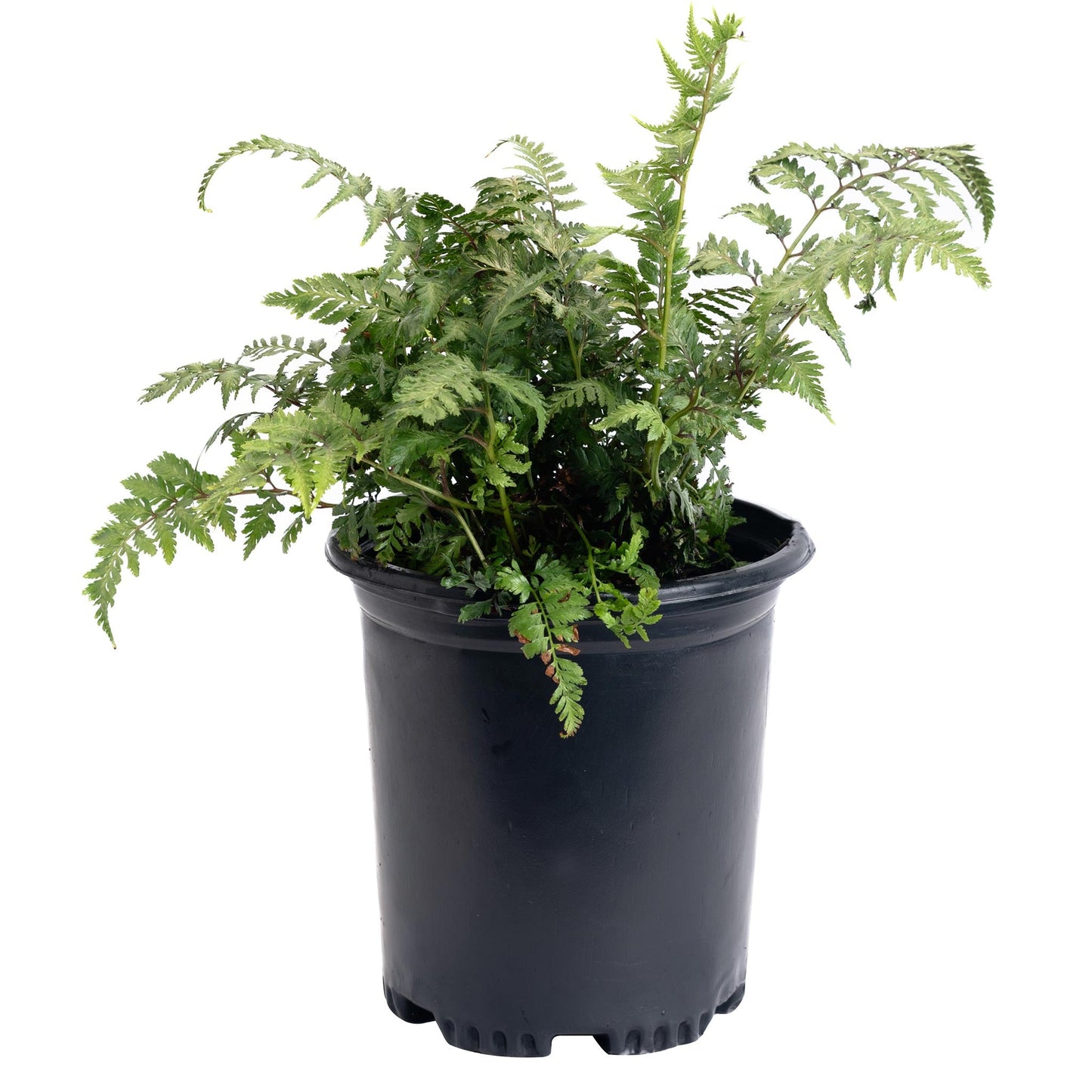 Japanese Painted Fern plant with delicate lacy fronds in black nursery pot Live Good Logistics on Tampa Home & Garden Store