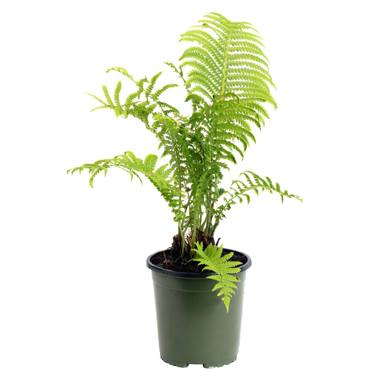 Ostrich Fern plant in dark green pot with bright green feathery fronds on Tampa Home & Garden Store