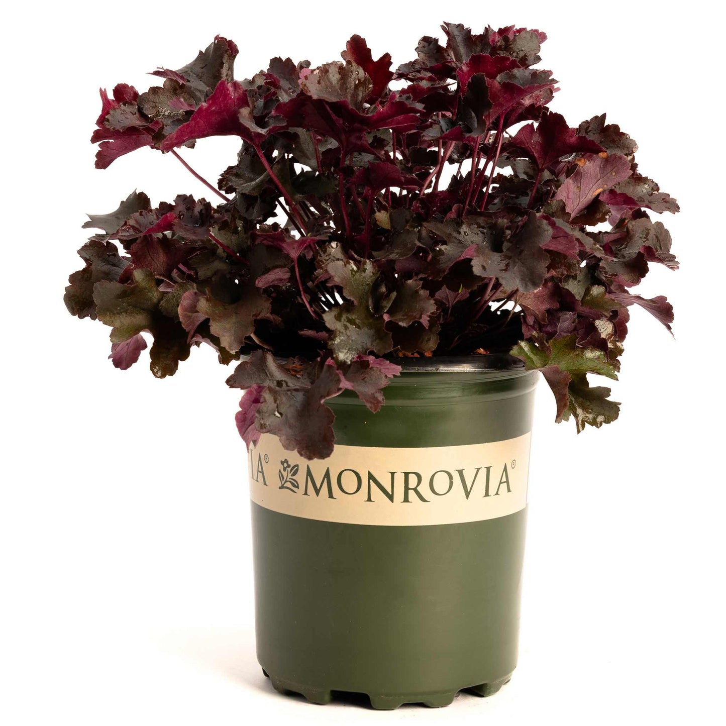 Balboa Sunset Heuchera plant with burgundy leaves in a Monrovia green pot on Tampa Home & Garden Store
