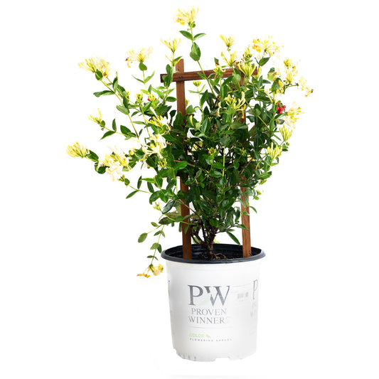 Scentsation Honeysuckle Vine plant with cream-yellow blooms and green foliage in a PW pot on Tampa Home & Garden Store