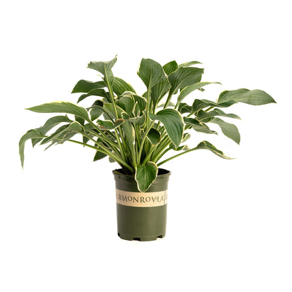Francee Hosta plant with variegated green leaves cream margins in Monrovia pot on Tampa Home & Garden Store