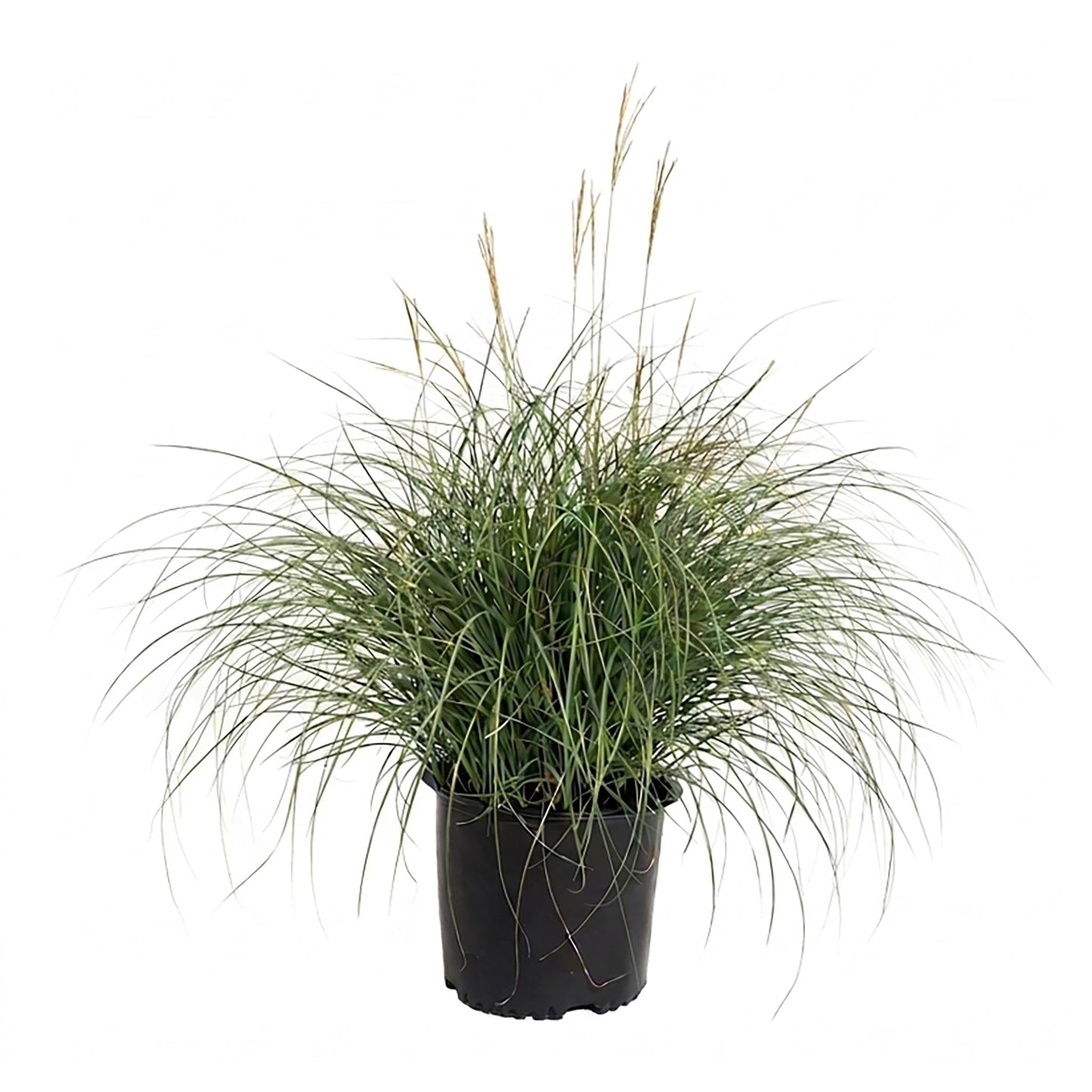 Adagio Maiden Grass plant in black pot with slender green leaves and tall seed plumes on Tampa Home & Garden Store