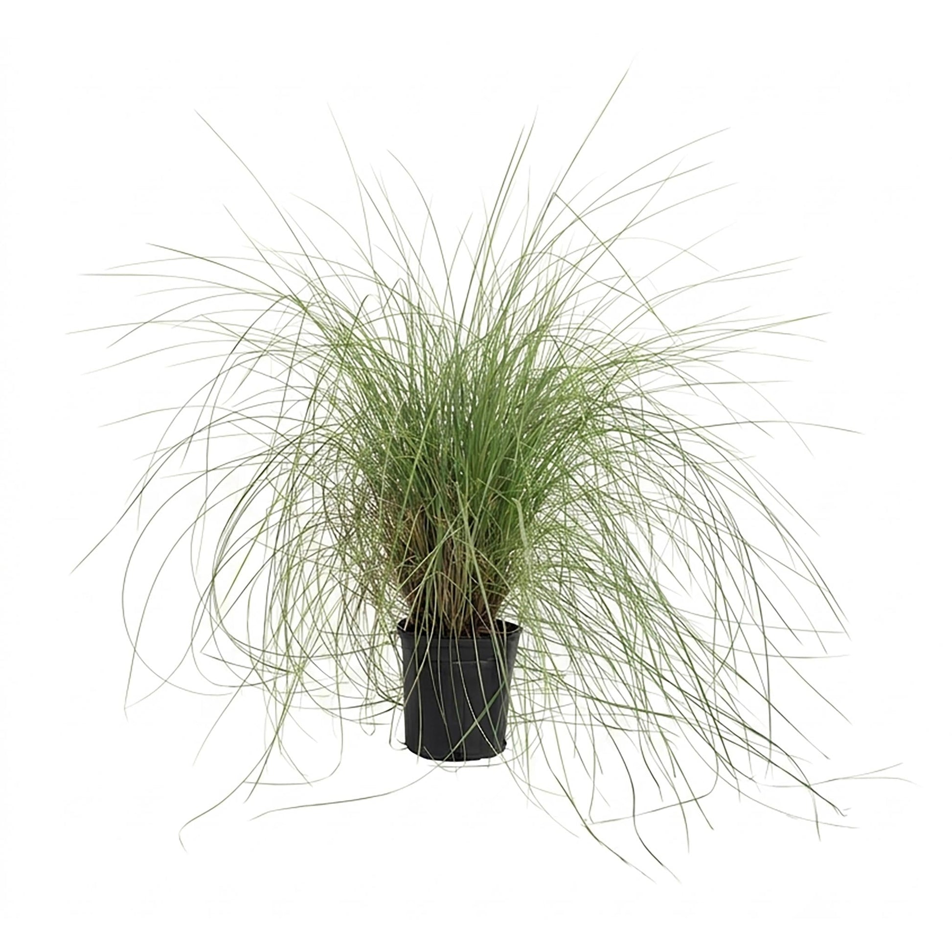 Pink Muhly Grass plant with green fine blades in black plastic pot on Tampa Home & Garden Store