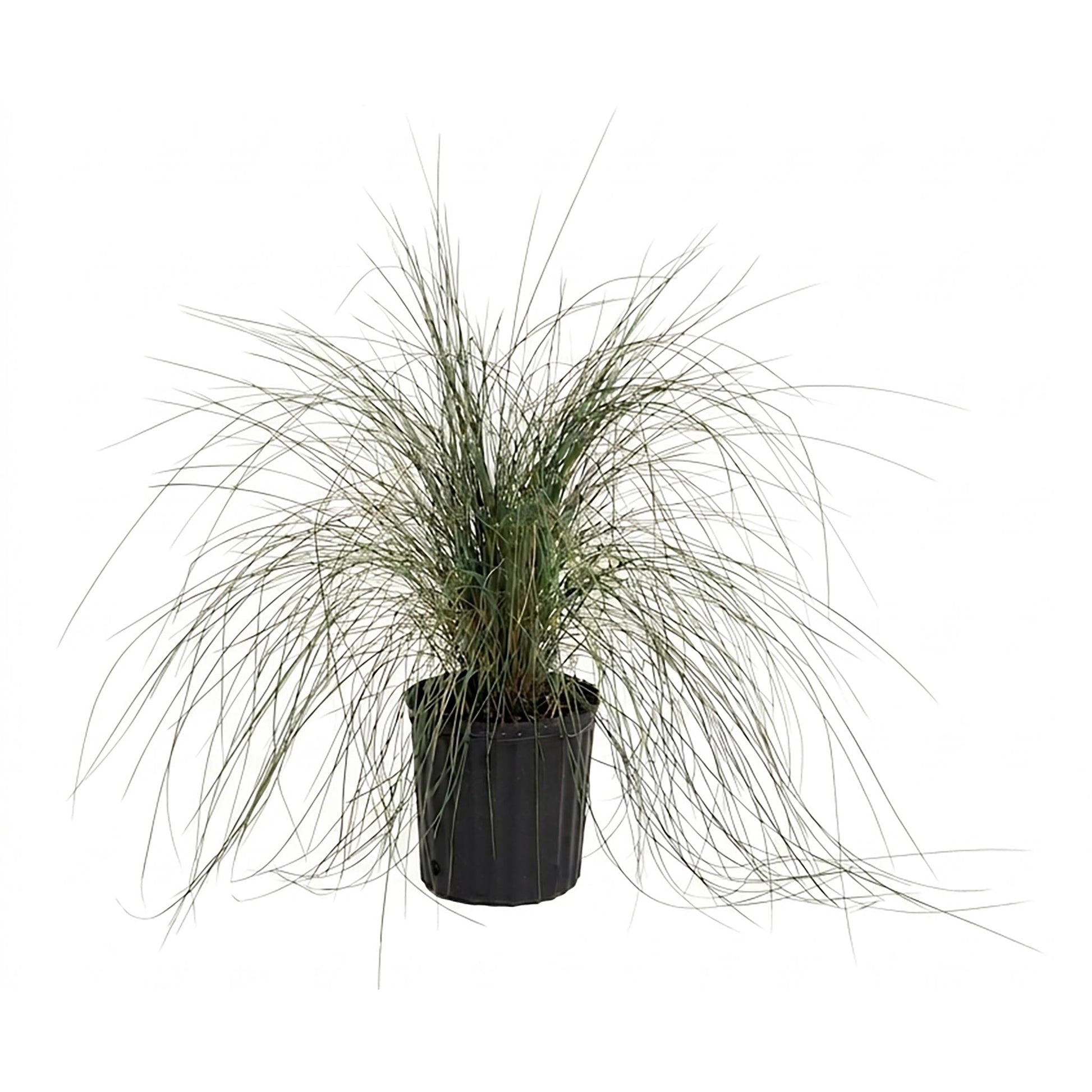 Pink Muhly Grass plant in black pot, indoor & outdoor, Live Good Logistics on Tampa Home & Garden Store