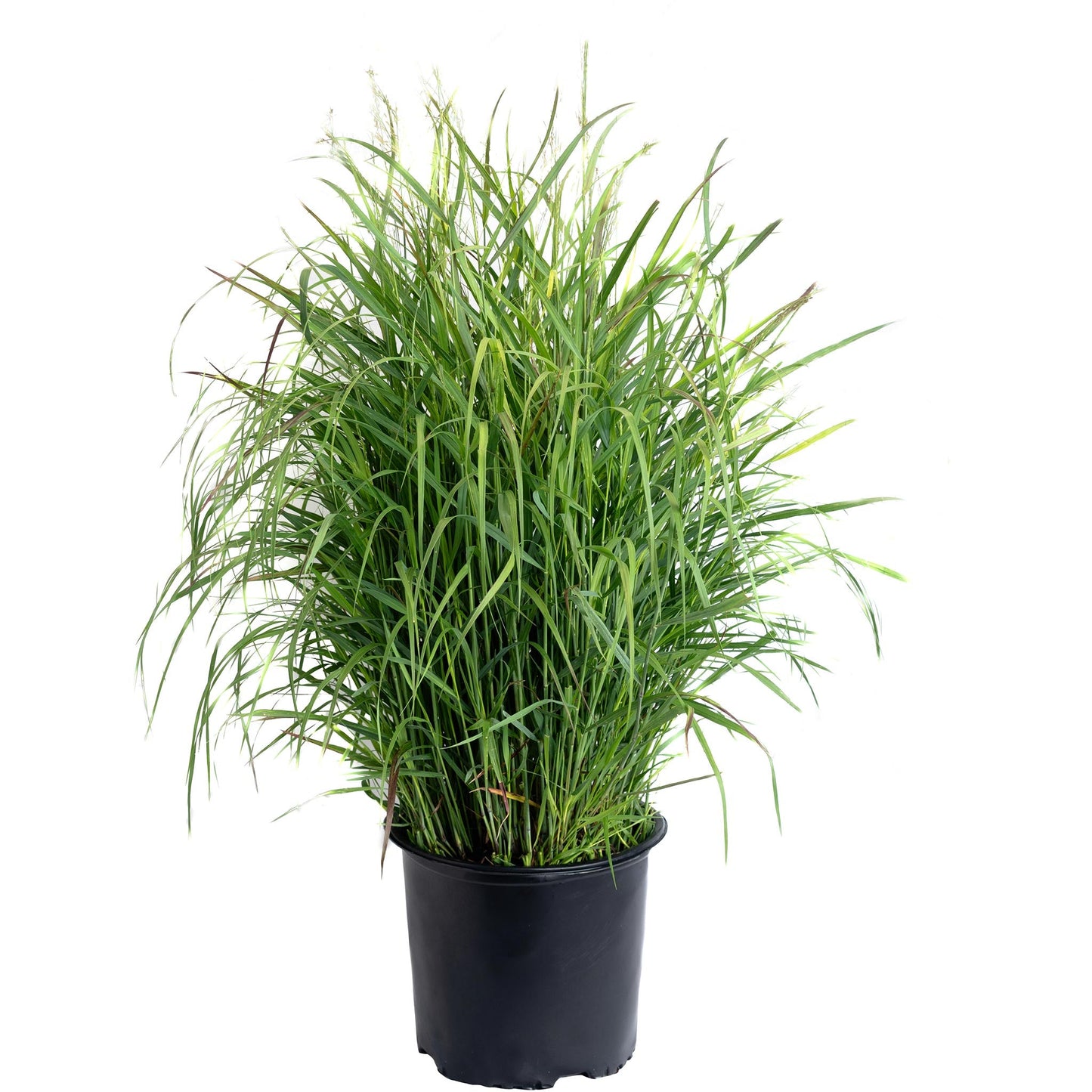 Shenandoah Switch Grass plant in black pot with dense green blades on Tampa Home & Garden Store