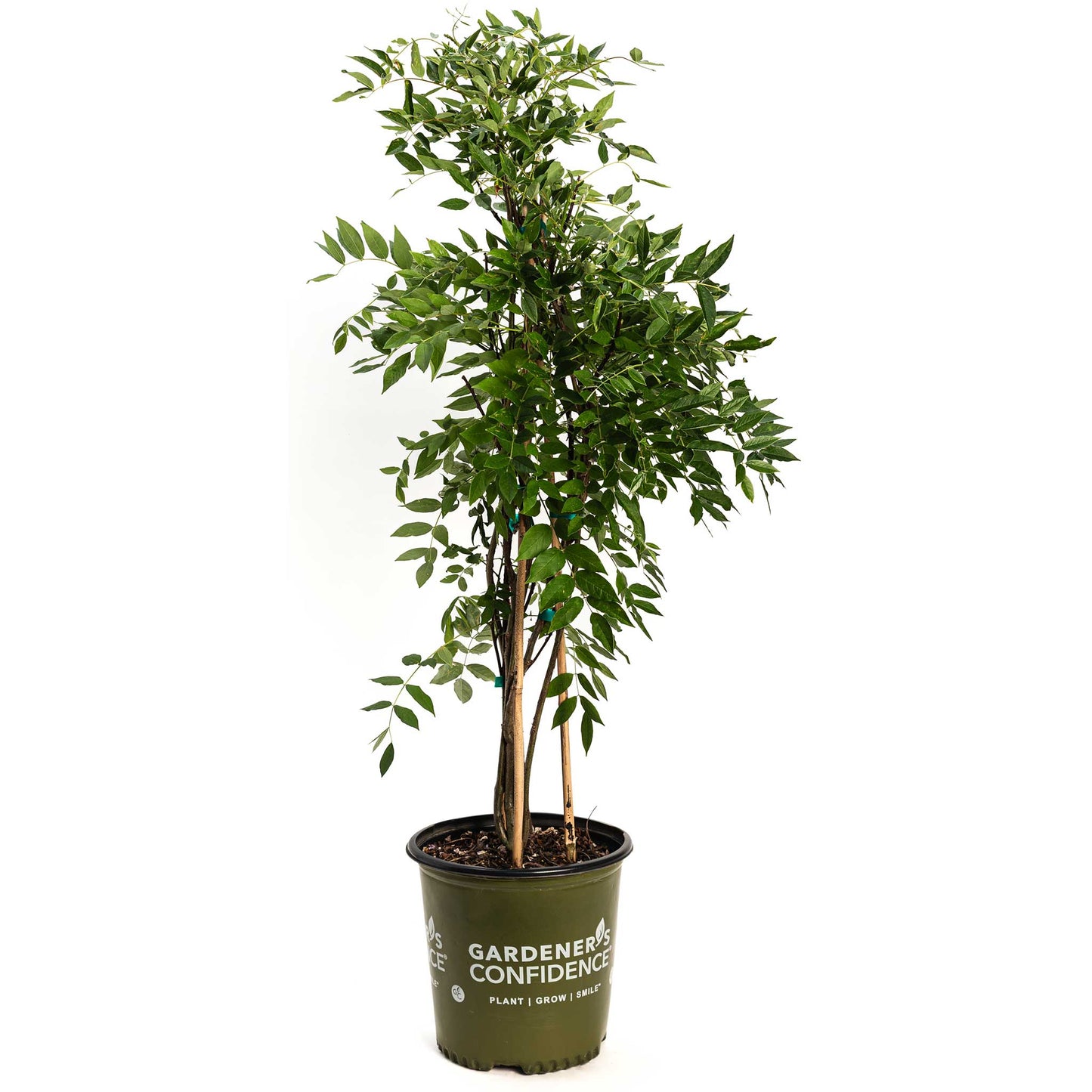 Amethyst Falls Wisteria plant in green pot with leaves, indoor/outdoor Live Good Logistics on Tampa Home & Garden Store