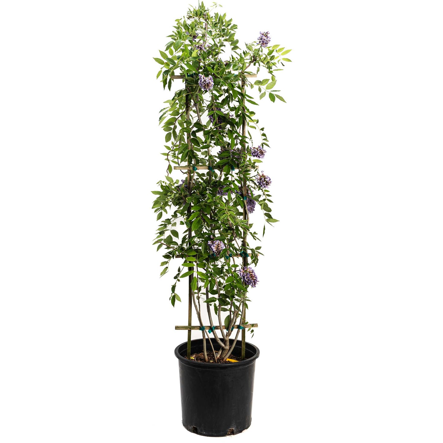 Amethyst Falls Wisteria plant with green leaves and purple flowers in a black pot on Tampa Home & Garden Store