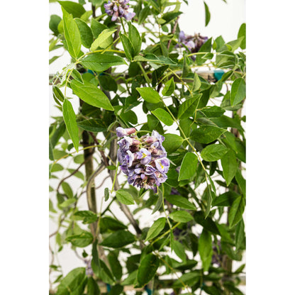 Amethyst Falls Wisteria plant with purple flower clusters and green leaves on Tampa Home & Garden Store