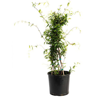 Carolina Jasmine plant with glossy green leaves and trailing vines in a black nursery pot on Tampa Home & Garden Store