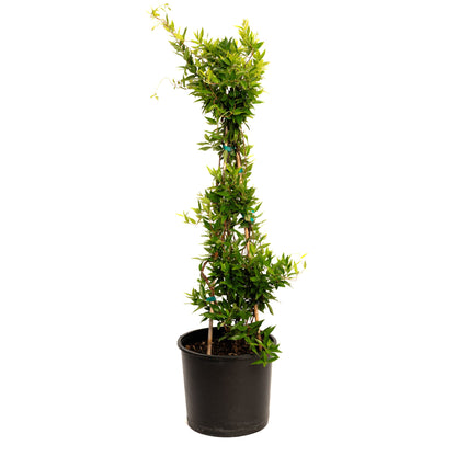 Carolina Jasmine plant in a black pot with lush green leaves by Live Good Logistics on Tampa Home & Garden Store