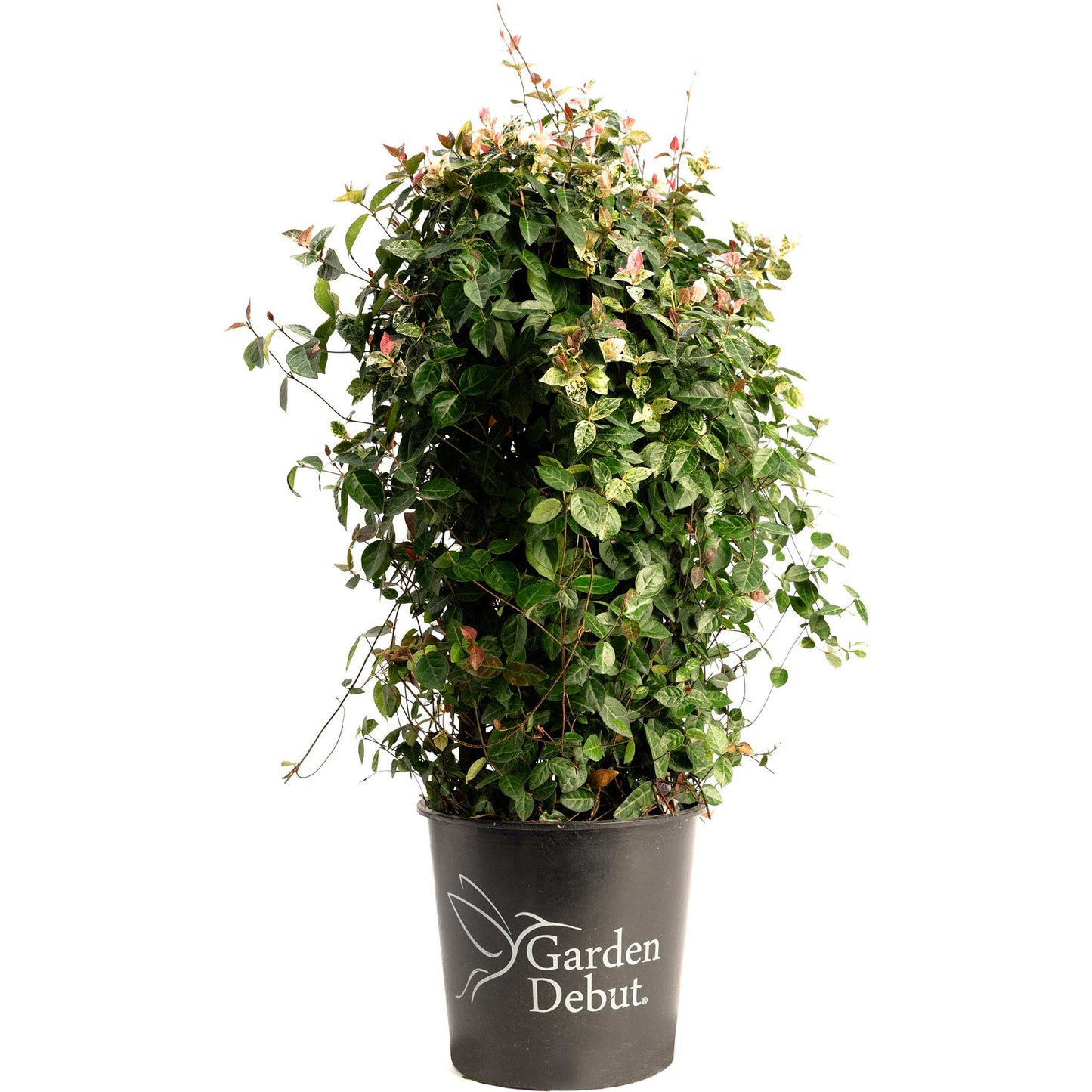 Snow-N-Summer Asiatic Jasmine in a black Garden Debut pot; leaves with pink growth on Tampa Home & Garden Store