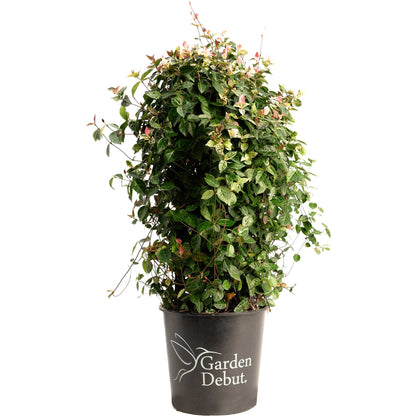 Snow-N-Summer Asiatic Jasmine in a black Garden Debut pot; leaves with pink growth on Tampa Home & Garden Store