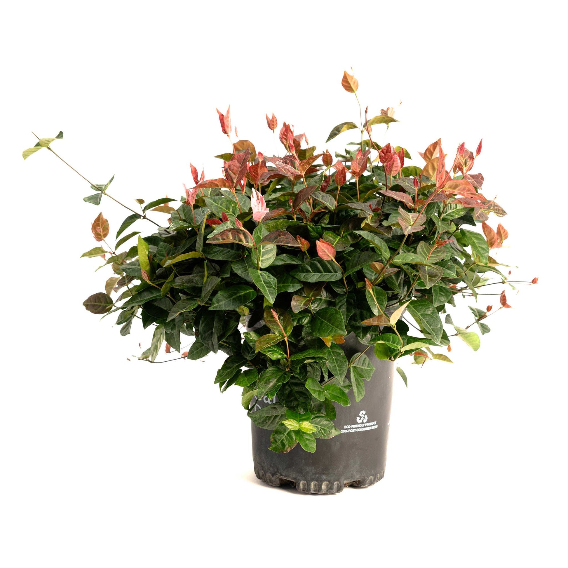 Snow-N-Summer Asiatic Jasmine plant with reddish leaves in a dark pot on Tampa Home & Garden Store