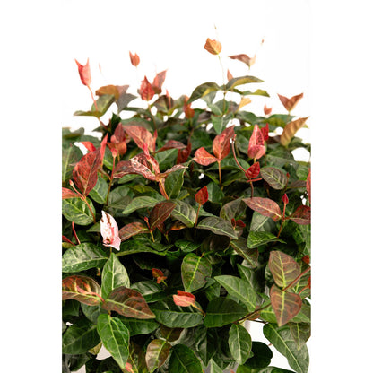 Snow-N-Summer Asiatic Jasmine plant with variegated red and green leaves on Tampa Home & Garden Store