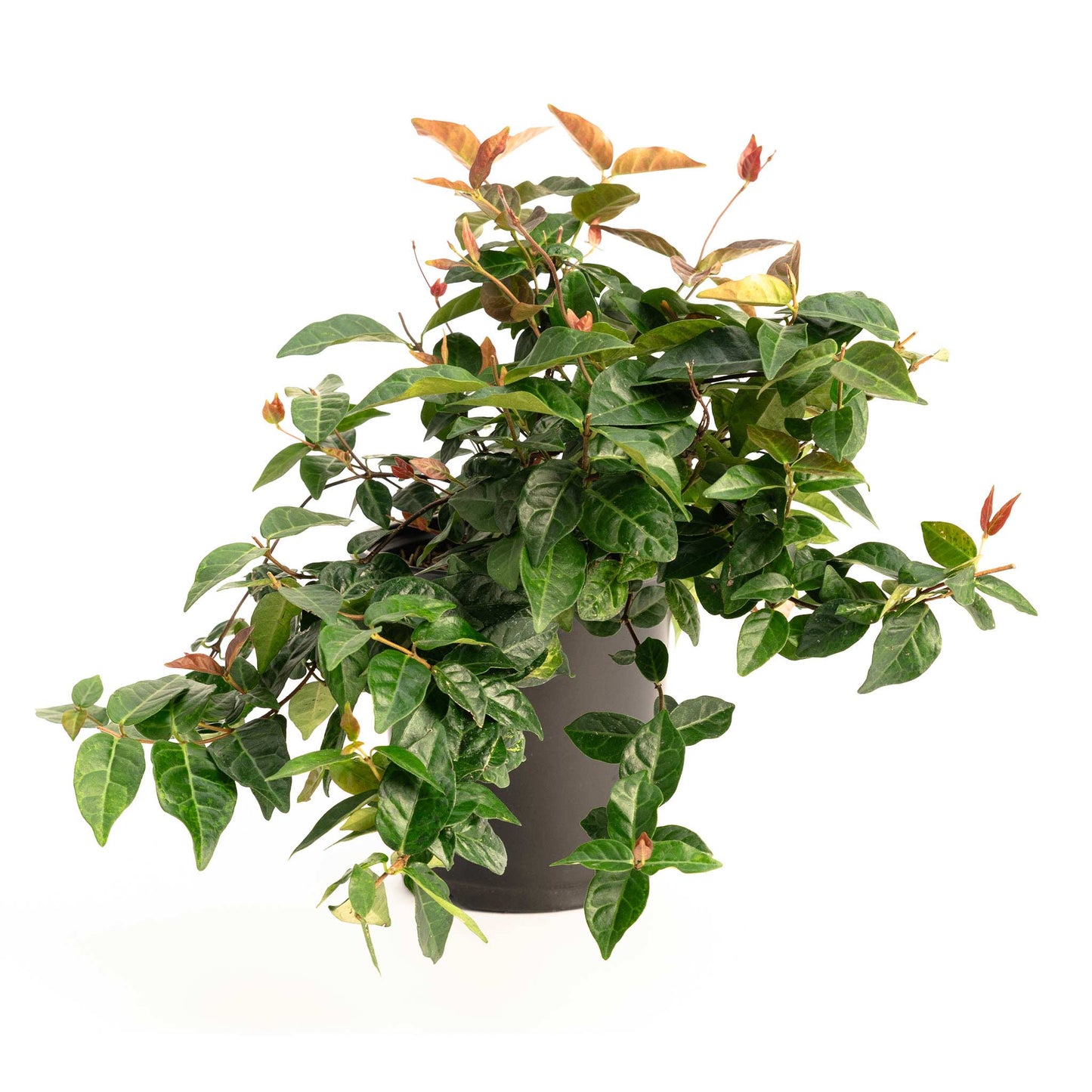 Snow-N-Summer Asiatic Jasmine plant with green leaves and orange new growth in a pot on Tampa Home & Garden Store