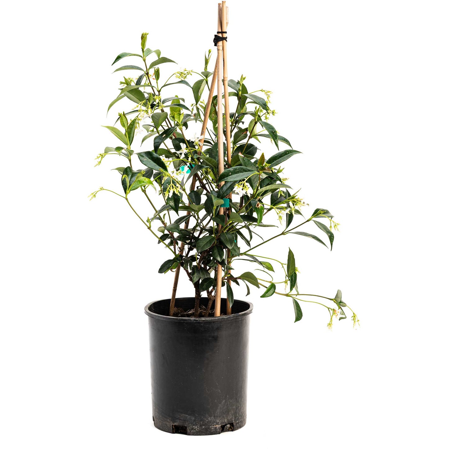 Star Jasmine Climbing Vine and Garden Essential