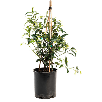Star Jasmine Climbing Vine and Garden Essential