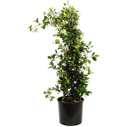 Star Jasmine Climbing Vine and Garden Essential