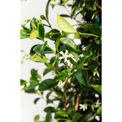Star Jasmine Climbing Vine and Garden Essential