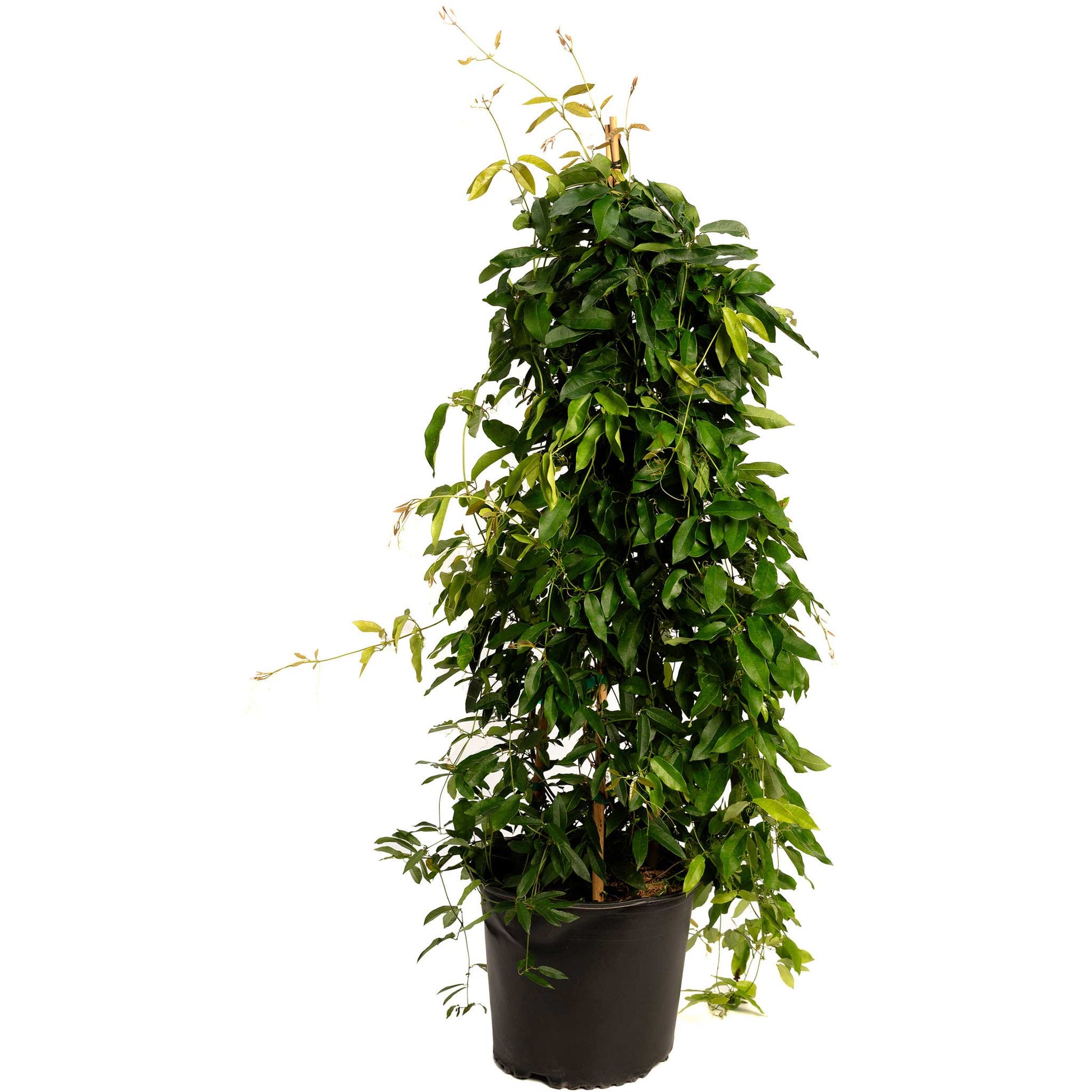 Tangerine Beauty Crossvine plant in black pot with glossy green leaves and climbing stems on Tampa Home & Garden Store