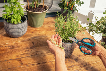 HerbCut Set hand pruning shears by Gardena trimming rosemary in a ceramic pot on wood table on Tampa Home & Garden Store