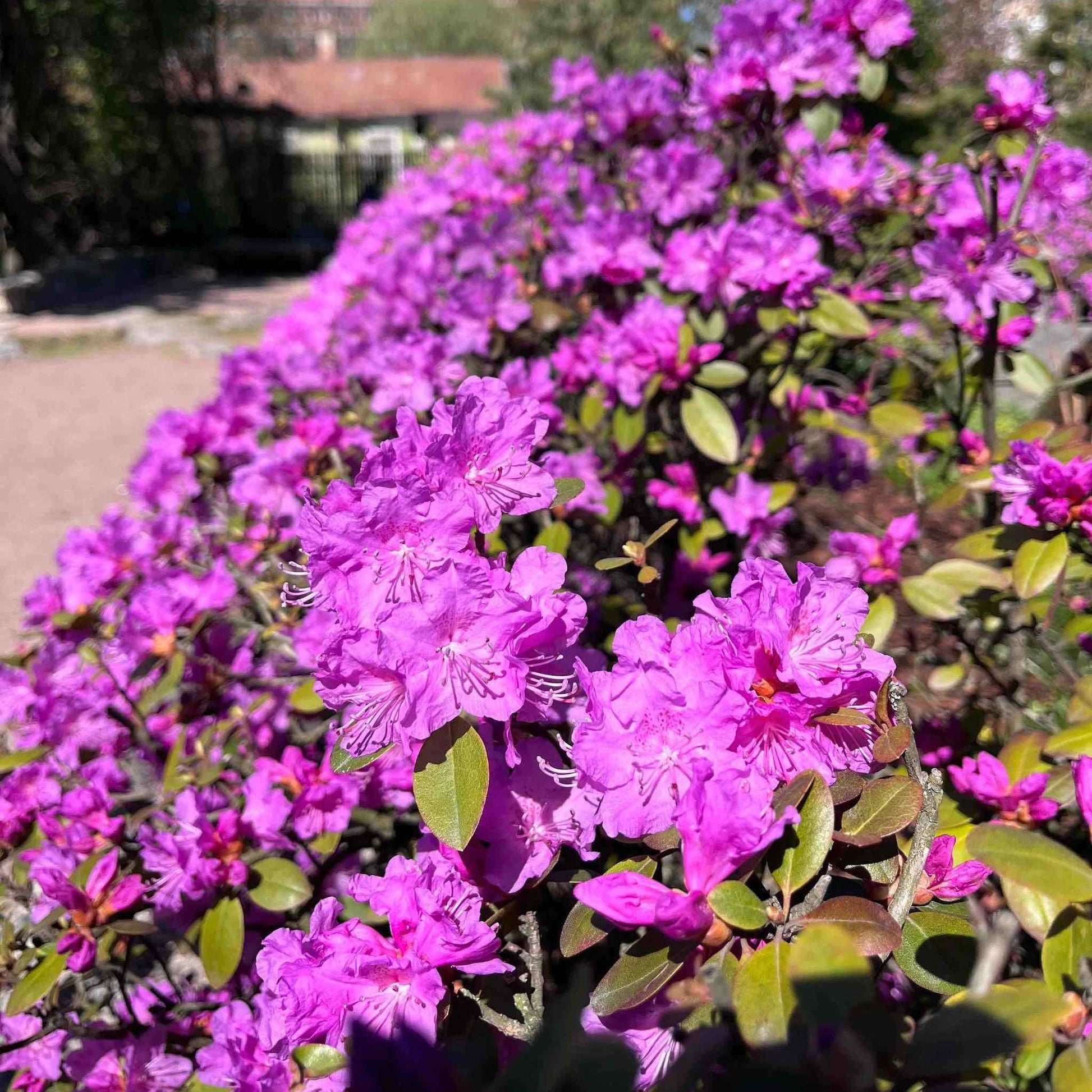 PJM Elite Rhododendron plant with vibrant purple blooms and glossy green leaves on Tampa Home & Garden Store